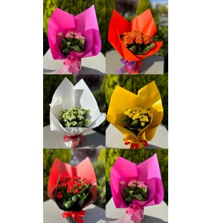 1- İthal Kalanchoe Çiçeği